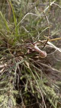 Plancia ëd Ceropegia filiformis (Burch.) Schltr.