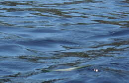 Image of Green Water Snake