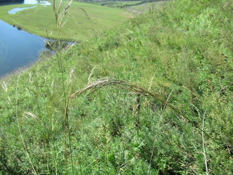 Image of needlegrass