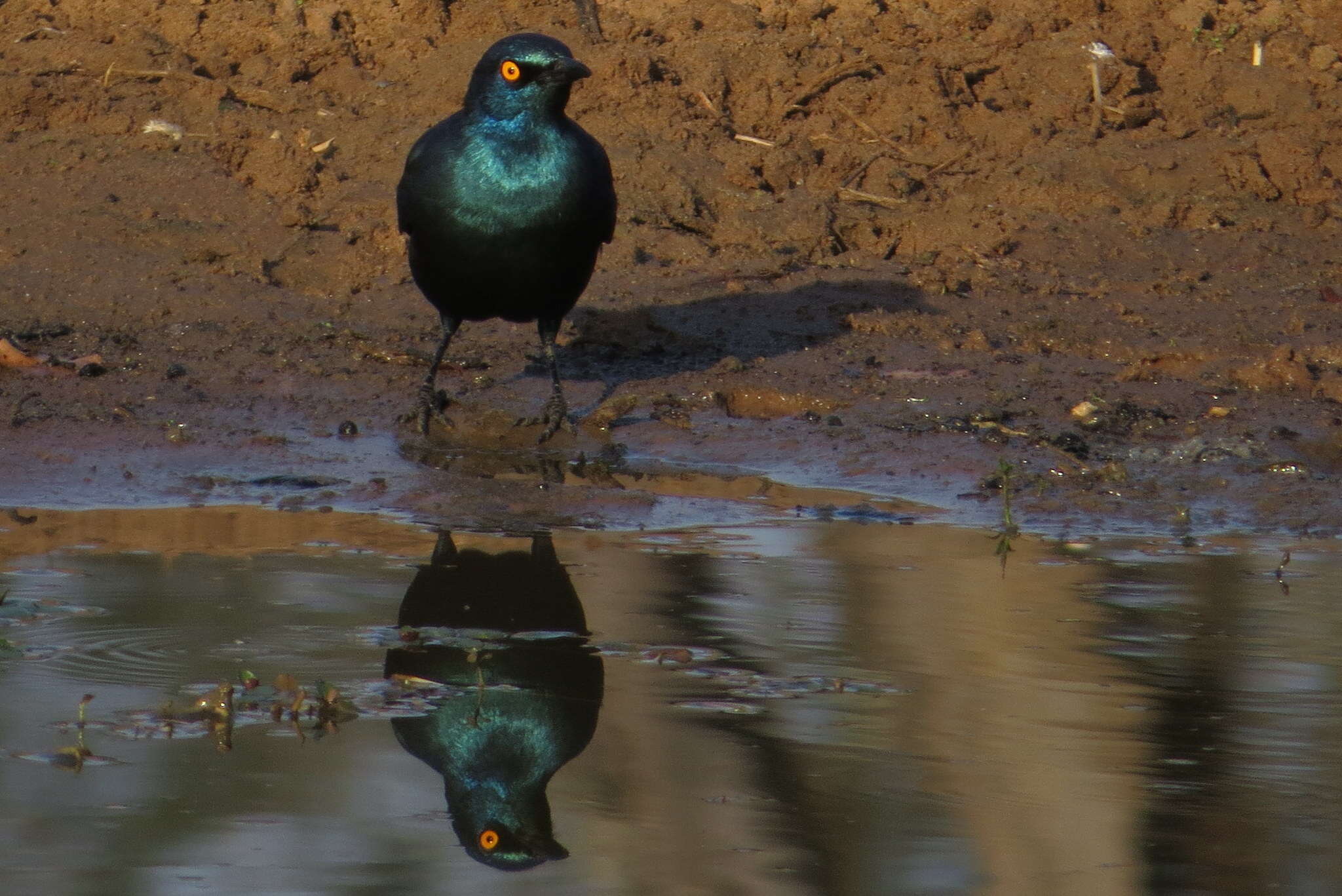 Image of Cape Glossy Starling