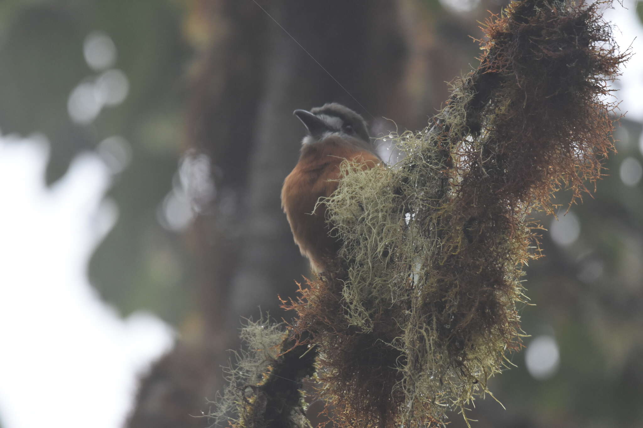 Image of Hapaloptila Sclater & PL 1881