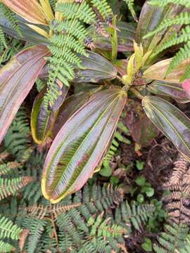 Image of Miconia robinsoniana Cogn.