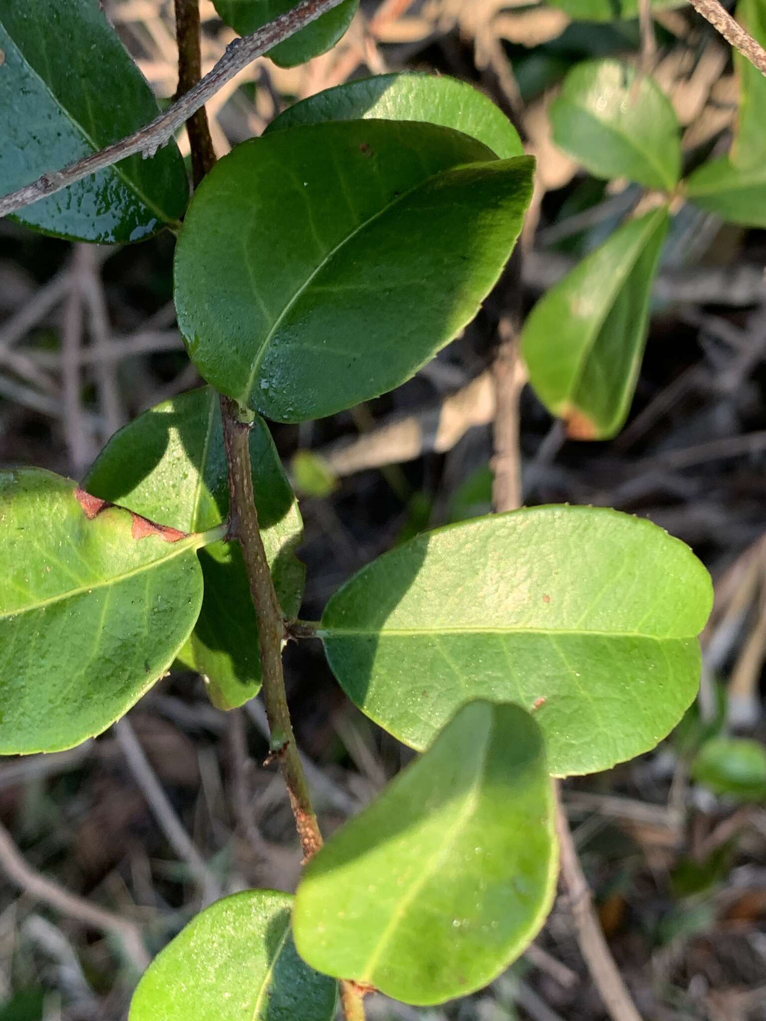 Putterlickia verrucosa (E. Mey. ex Sond.) Sim的圖片