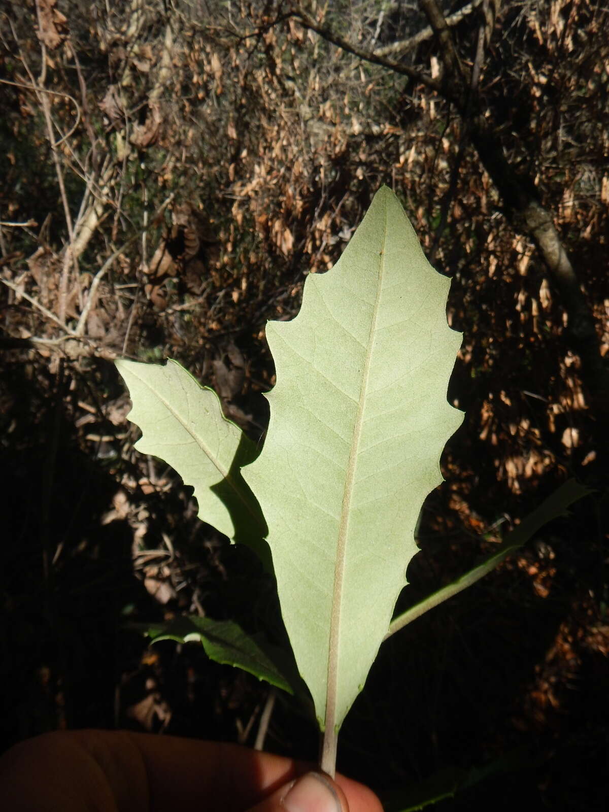 Image of Brachylaena glabra (L. fil.) Druce