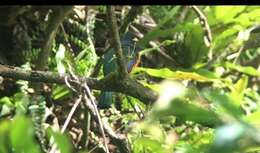 Trogon collaris aurantiiventris Gould 1856的圖片