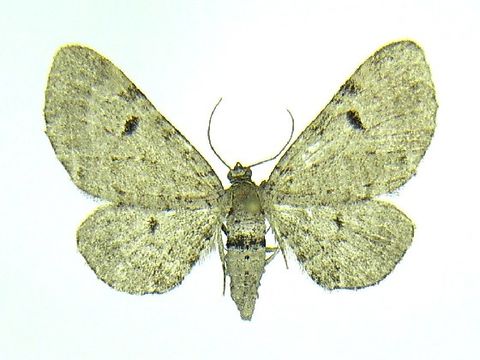 Image of <i>Eupithecia indistincta</i> Taylor 1910
