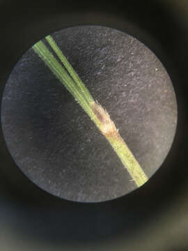 Image of Austrostipa nodosa (S. T. Blake) S. W. L. Jacobs & J. Everett