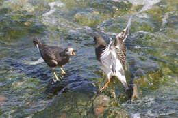 Image of Surfbird