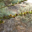 Image of Templetonia egena (F. Muell.) Benth.