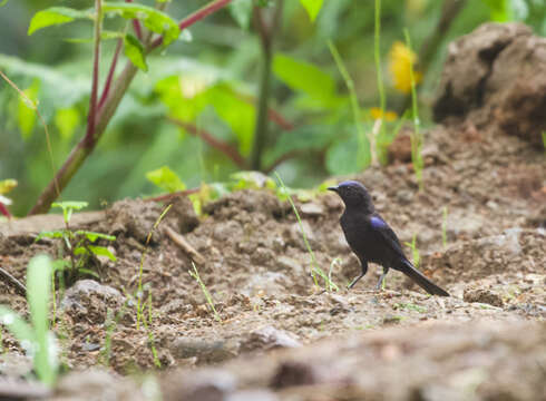 Image of Capped Conebill