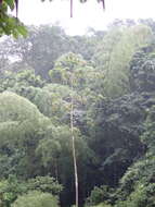 Image of Gray-backed Hawk