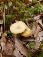 Plancia ëd Cantharellus lewisii Buyck & V. Hofst. 2011