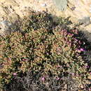 Image of Drosanthemum capillare (Thunb.) Schwant.