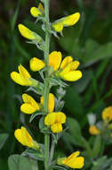 Image of California goldenbanner