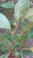 Image of Maesa indica (Roxb.) A. DC.