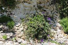 Image of Campanula saxifraga subsp. argunensis (Rupr.) Ogan.