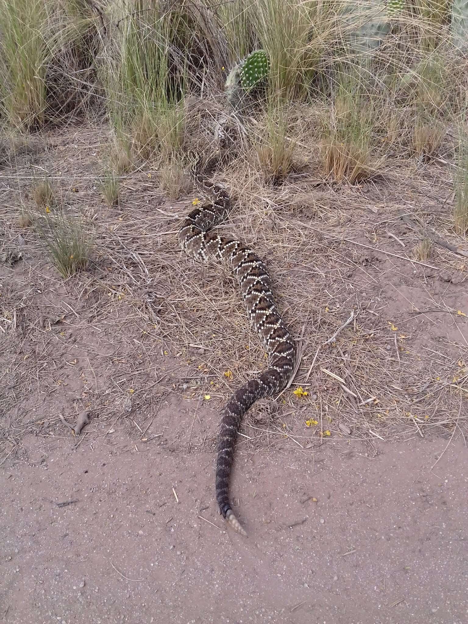 صورة Crotalus durissus terrificus (Laurenti 1768)