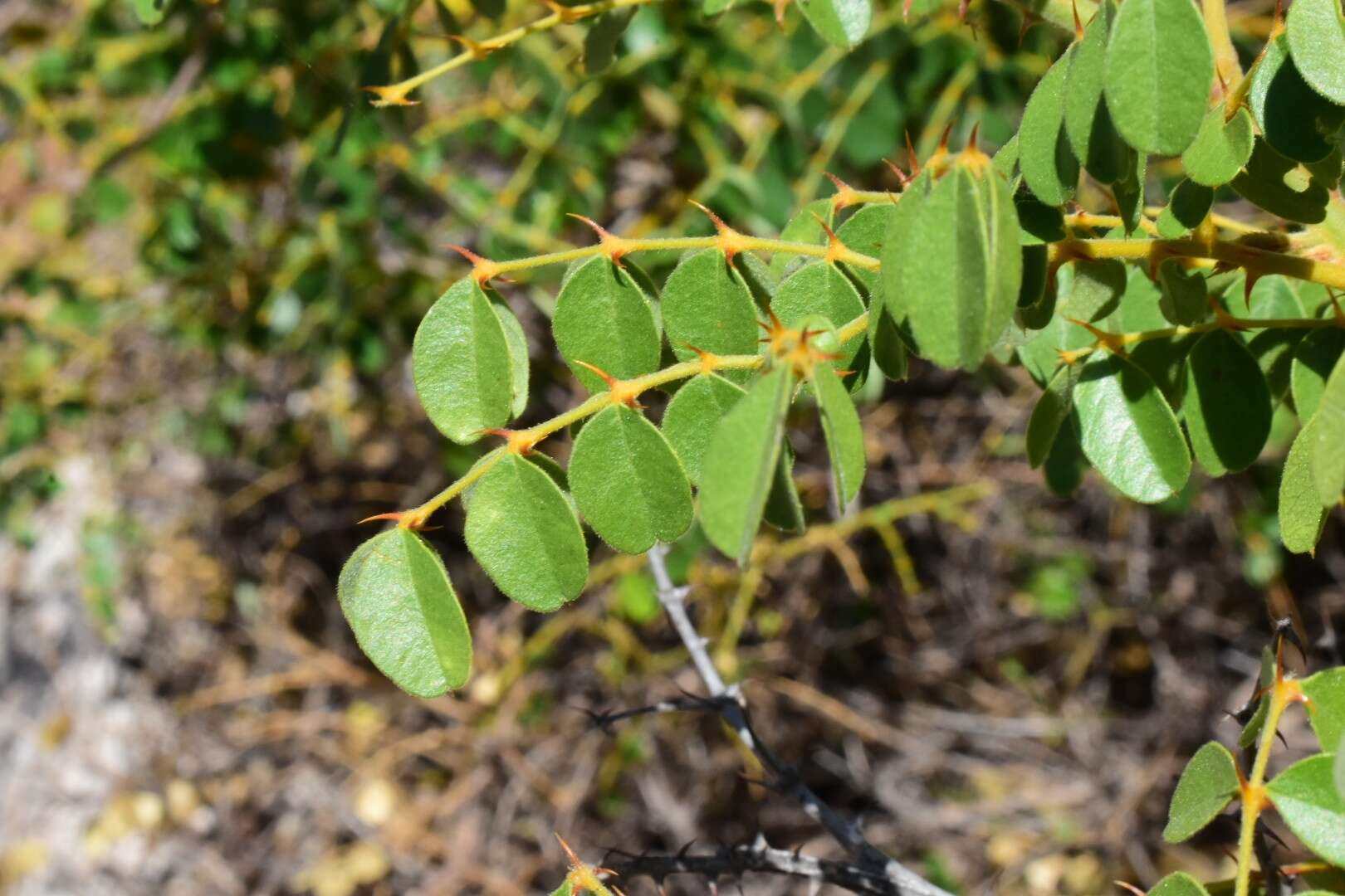 Image of <i>Guilandina sphaerosperma</i>