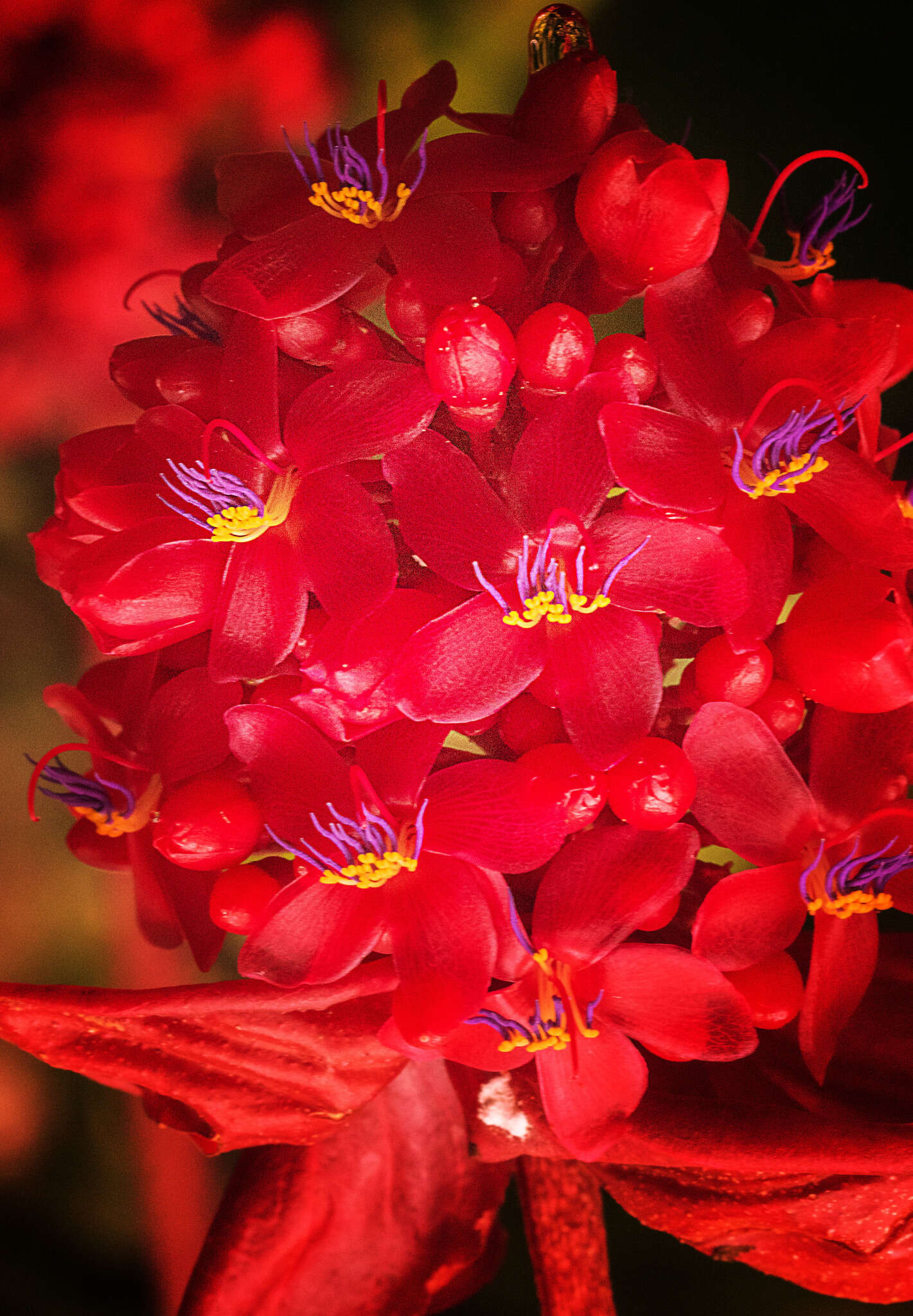 Image of Medinilla miniata Merr.