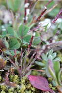 Image of early sand-grass