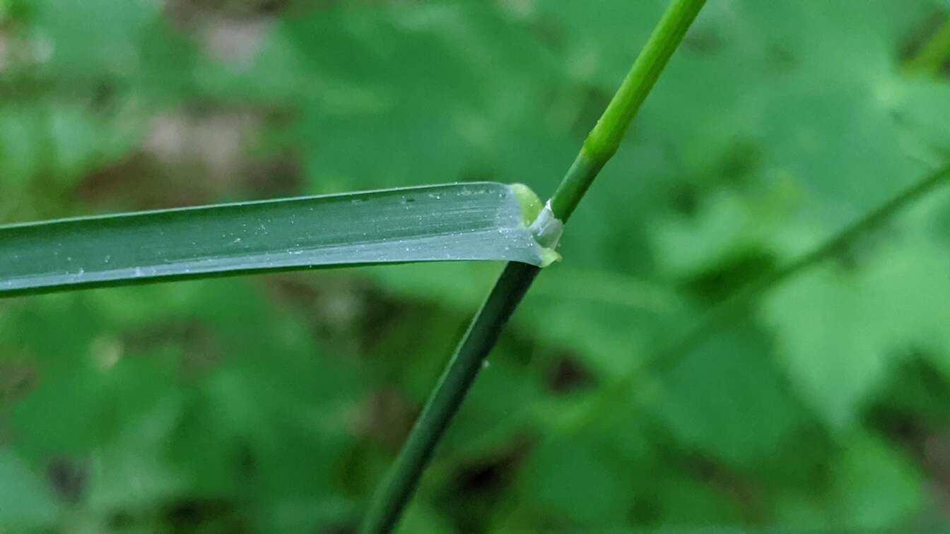 Image of oldpasture bluegrass