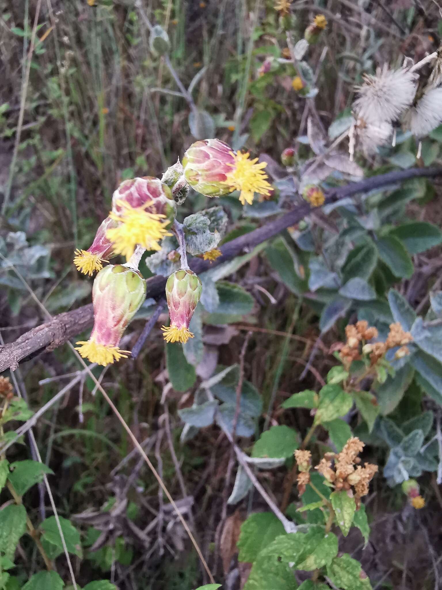 Image de Brickellia lanata (DC.) A. Gray