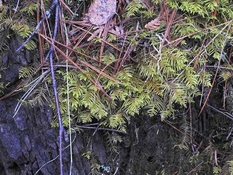 Image of Wiry Fern Moss