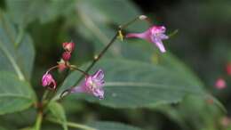 Image of Impatiens devolii T. C. Huang