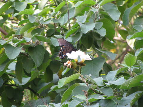 Image of Papilio alexiares garcia Rothschild & Jordan 1906