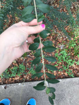 صورة Ligustrum quihoui Carrière