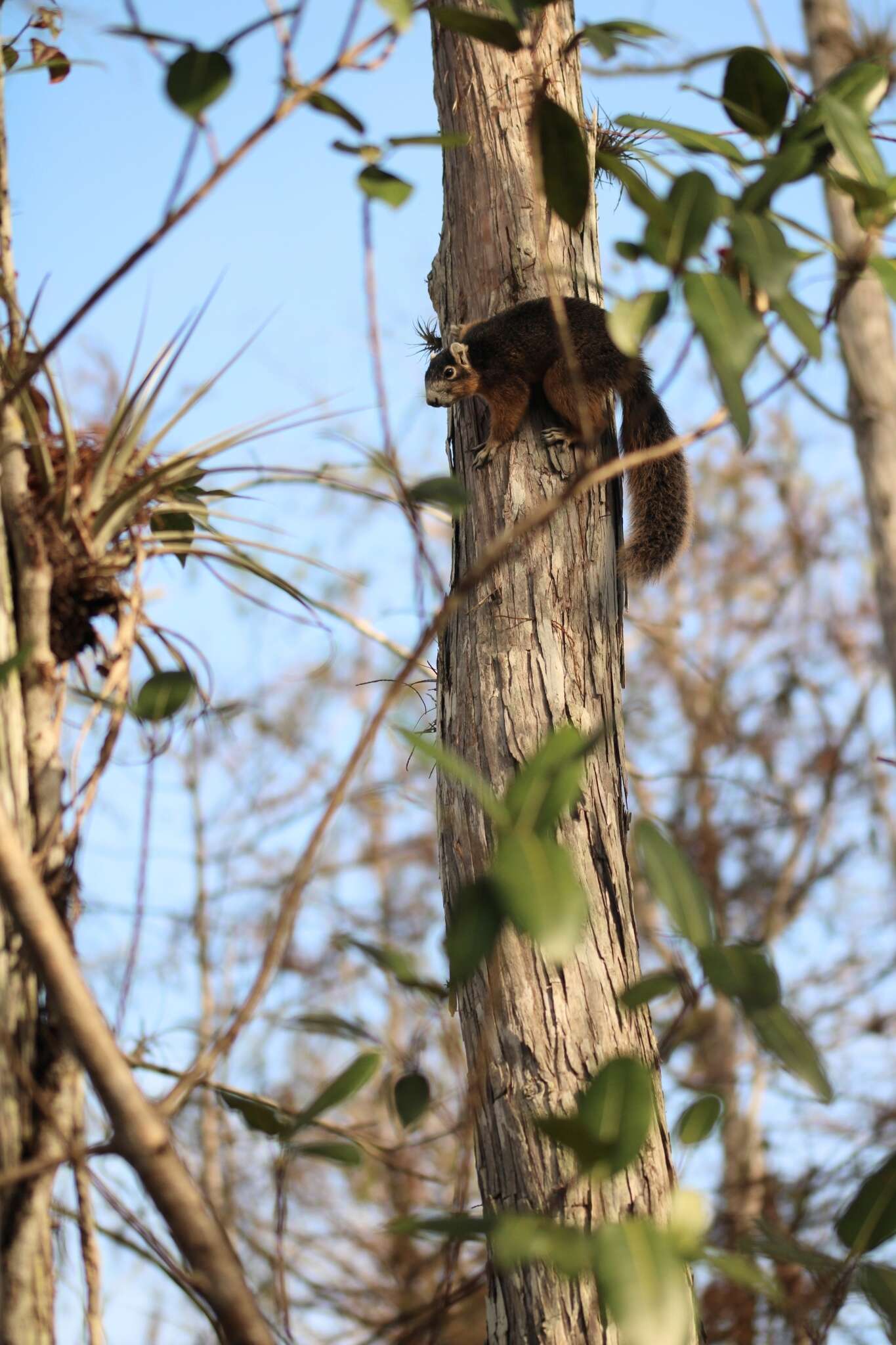 صورة Sciurus niger avicennia A. H. Howell 1919