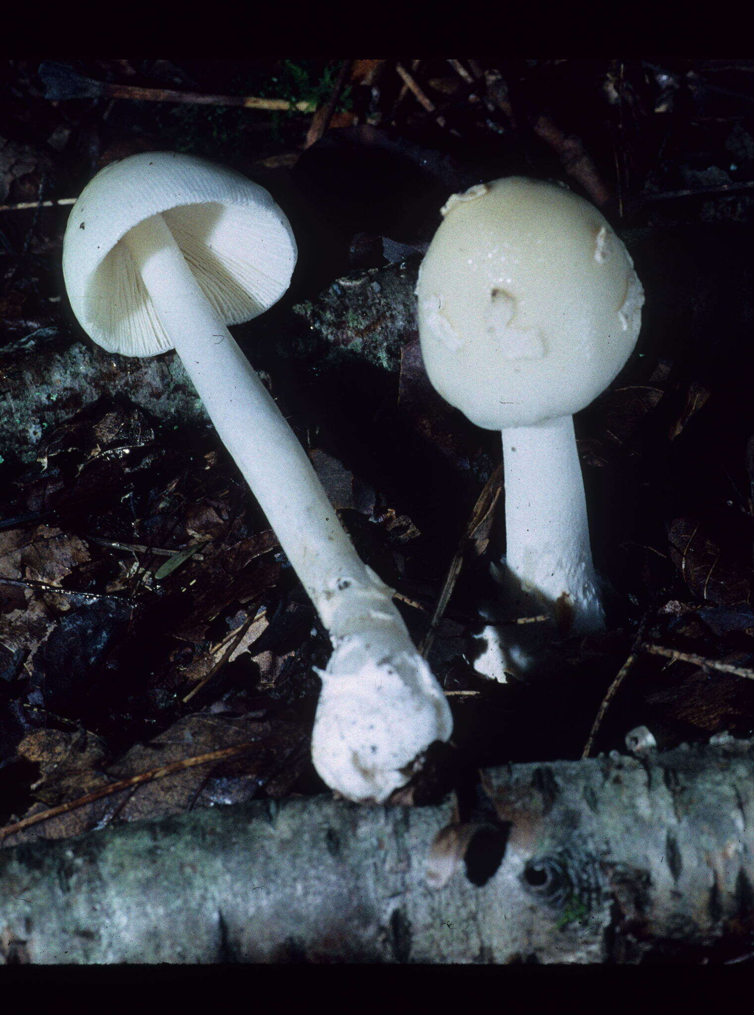 Image of Amanita albocreata (G. F. Atk.) E.-J. Gilbert 1941