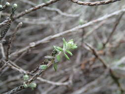 Image de Ozothamnus dimorphus (Cockayne) A. A. Anderberg