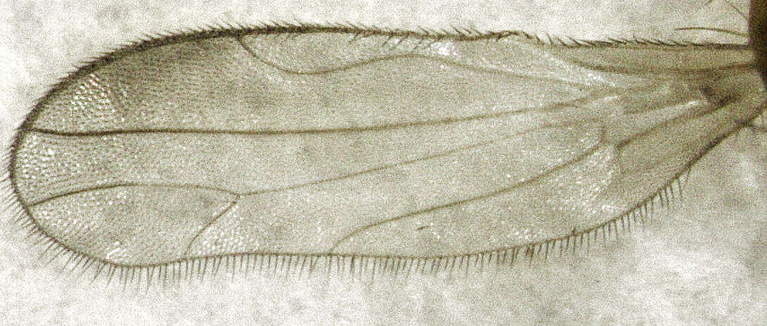 Image of Phyllodromia falcata Plant 2005