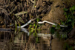 Image of White-bellied Rat Snake