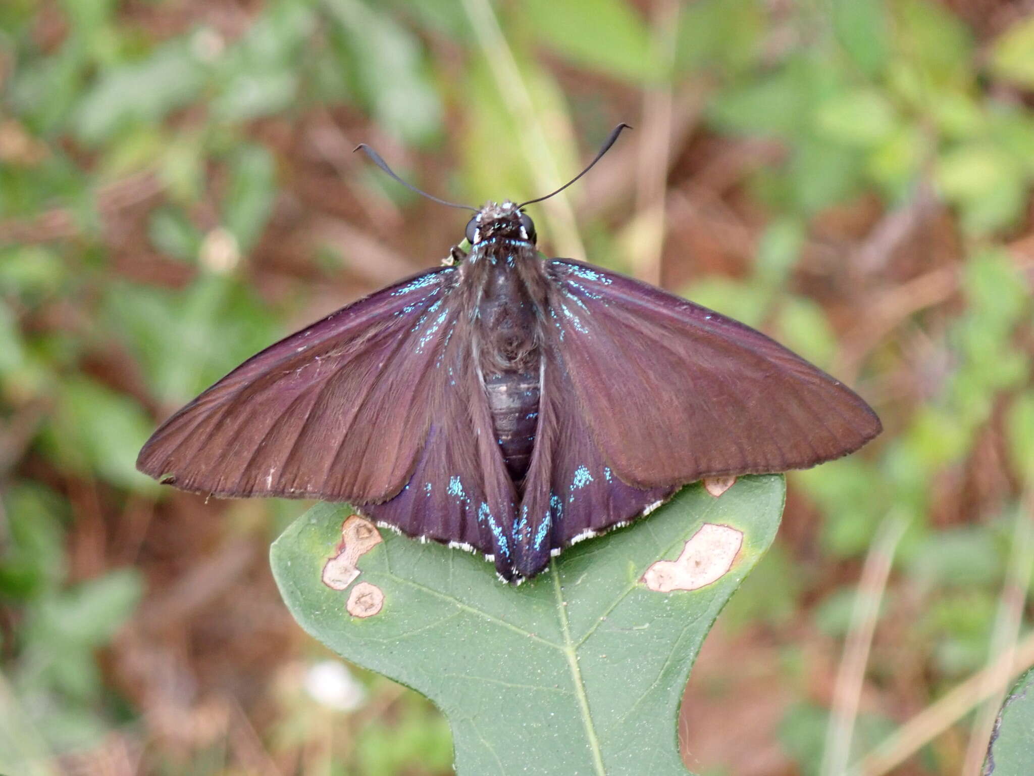 Image of <i>Phocides pigmalion okeechobee</i>