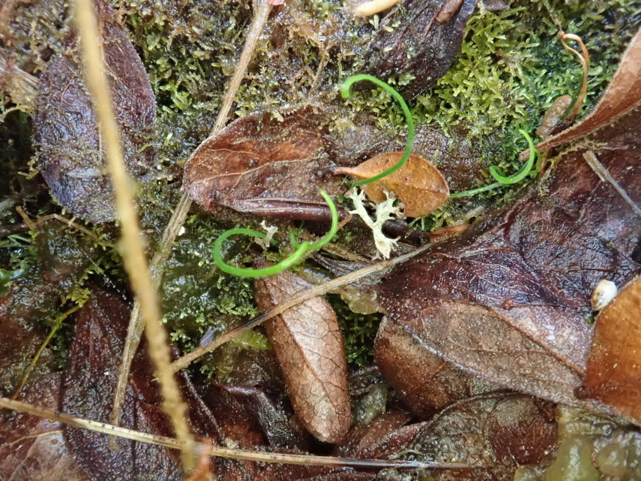 Image of little curlygrass fern