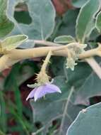 Image of Solanum lichtensteinii Willd.