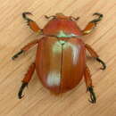 Image of Queen Beetle