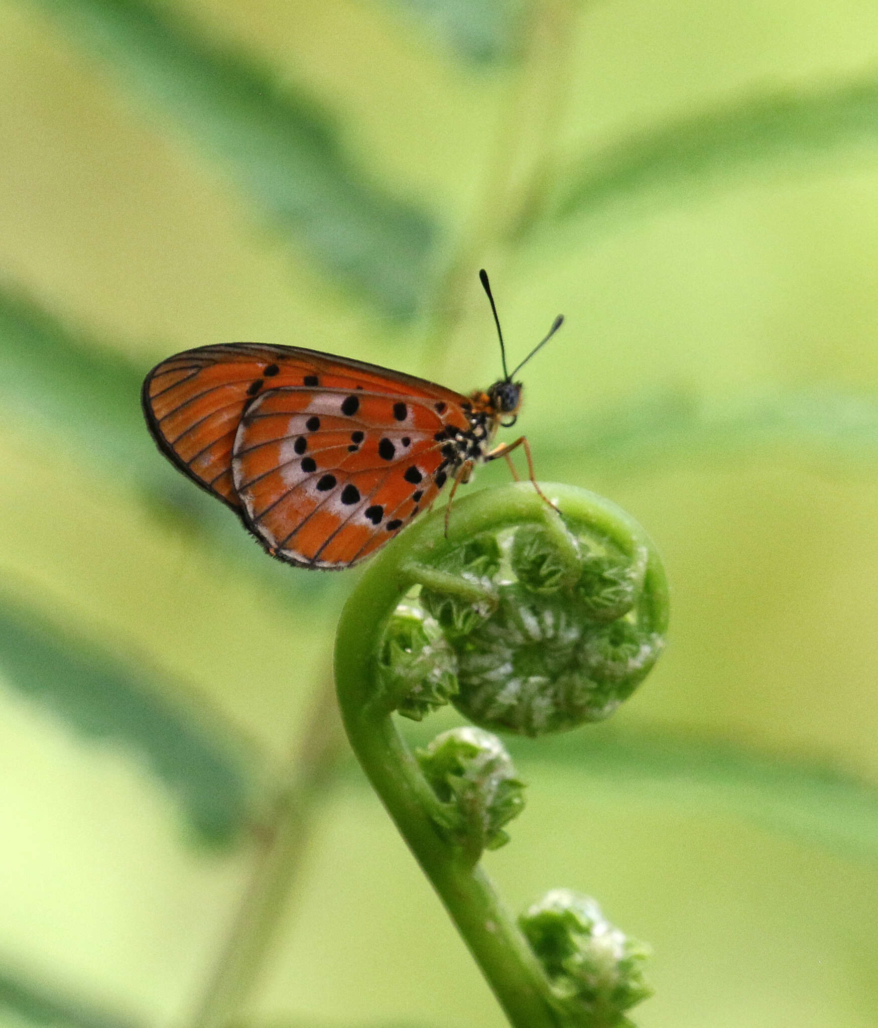 Image of Acraea zitja Boisduval 1833