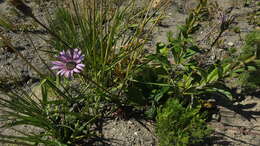 Gerbera crocea (L.) Kuntze的圖片