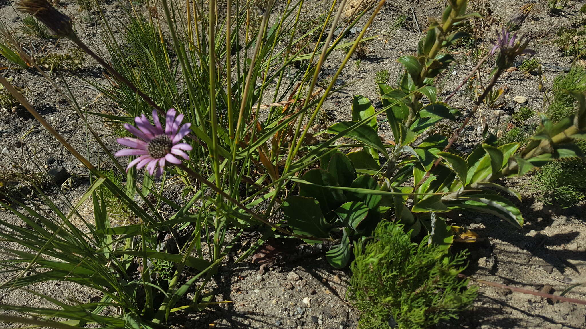 Imagem de Gerbera crocea (L.) Kuntze