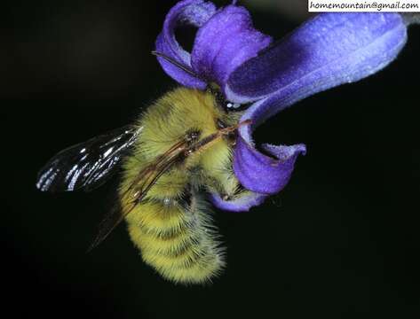 Image of Bombus picipes Richards 1934