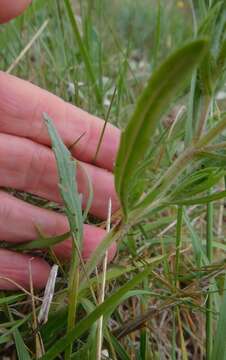 Image of Texas sage