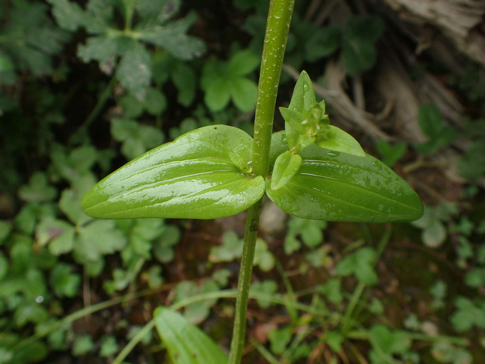 Image of Halenia elliptica D. Don