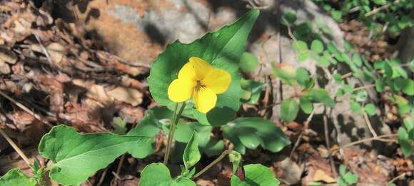 Image of pine violet