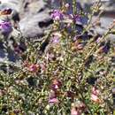 Image of Eremophila parvifolia subsp. auricampa