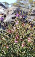 Image of Eremophila parvifolia subsp. auricampa