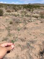 Image of Abert's buckwheat