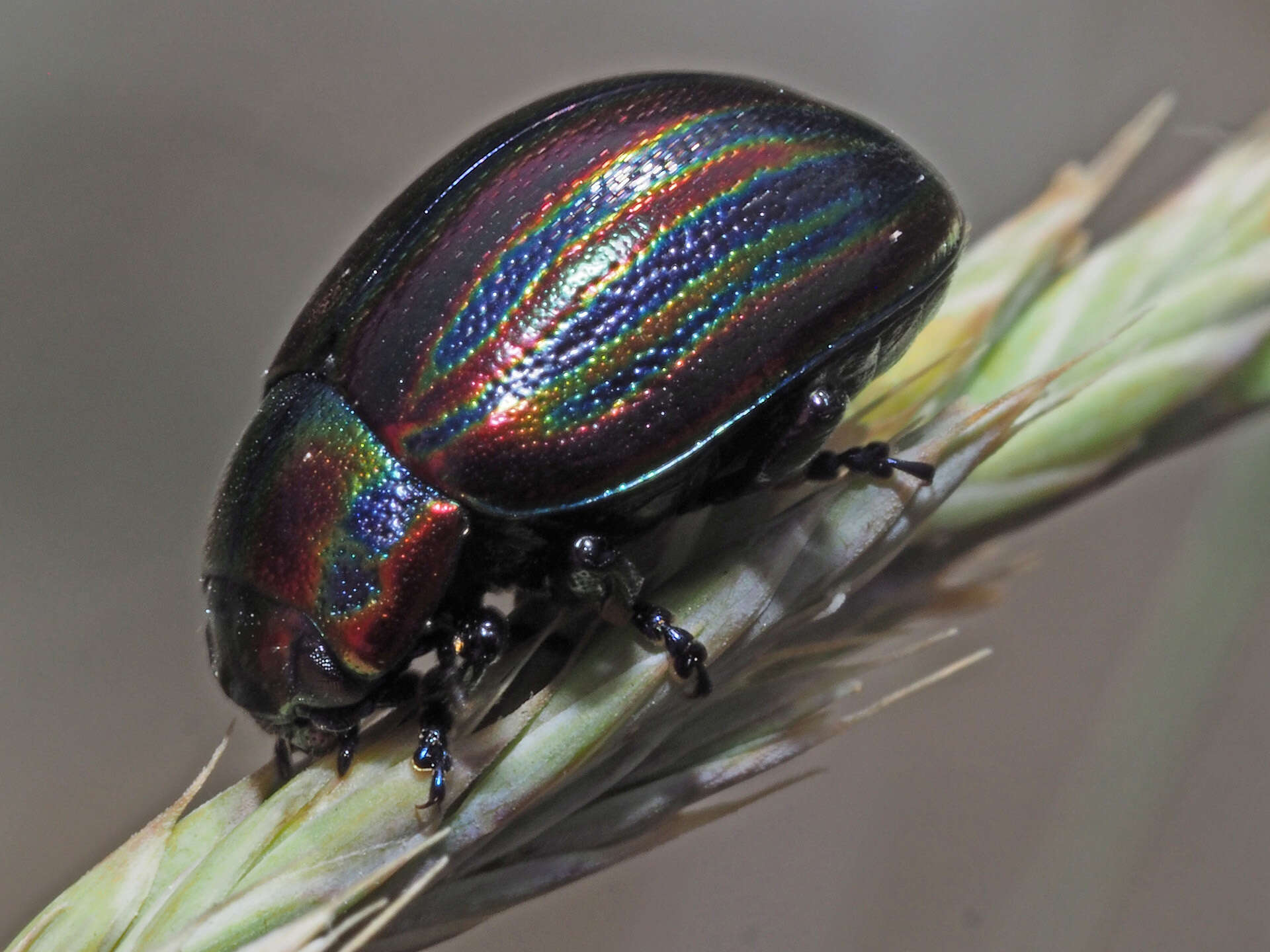 Image of Chrysolina cerealis (Linnaeus 1767)